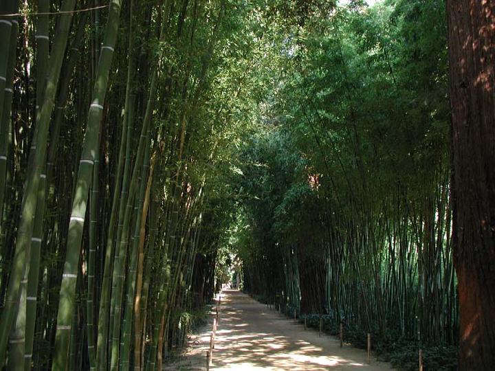 2001-08-bambou-000.JPG