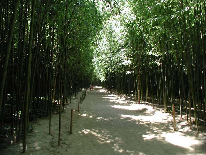 2001-08-bambou-014.JPG