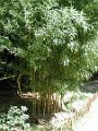 2001-08-bambou-009