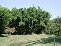 2001-08-bambou-010