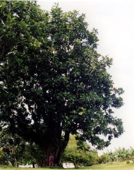 arbre-a-pain.jpg